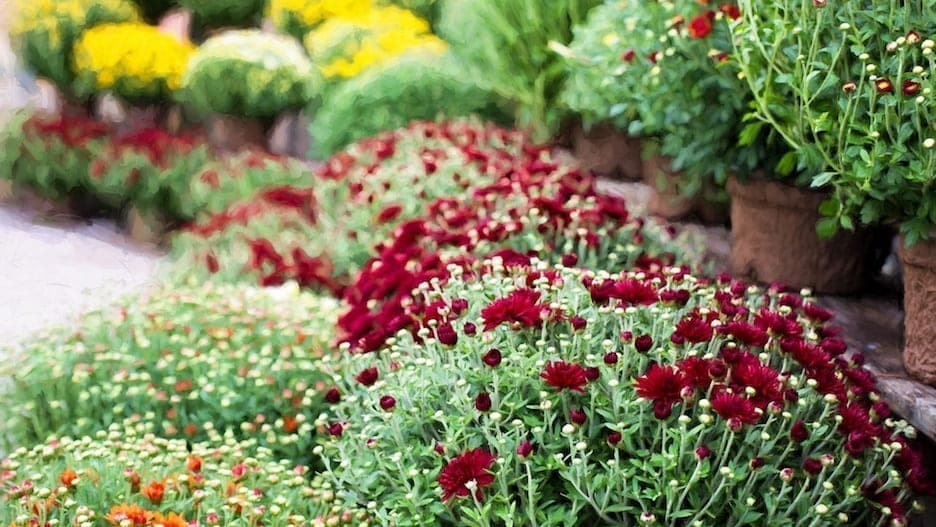 Turning Over a New Leaf: Fall Gardening Tips and Tricks